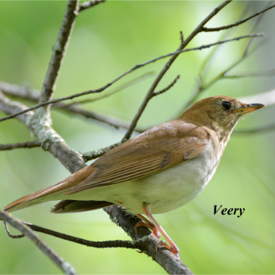 Veery